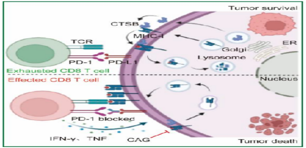 环黄芪醇(CAG)和PD-1抗体联用获得了更好的抗肿瘤效果实验图