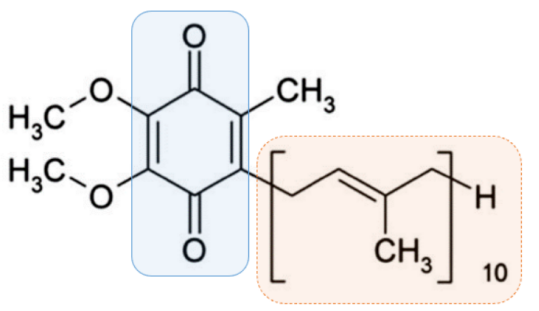 The structural formula of Coenzyme Q10