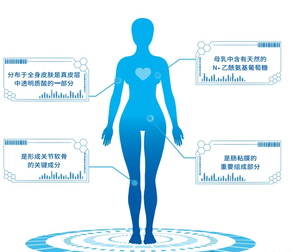 人体内的NAG主要来自骨骼、关节软骨、皮肤和毛发细胞等组织的代谢过程