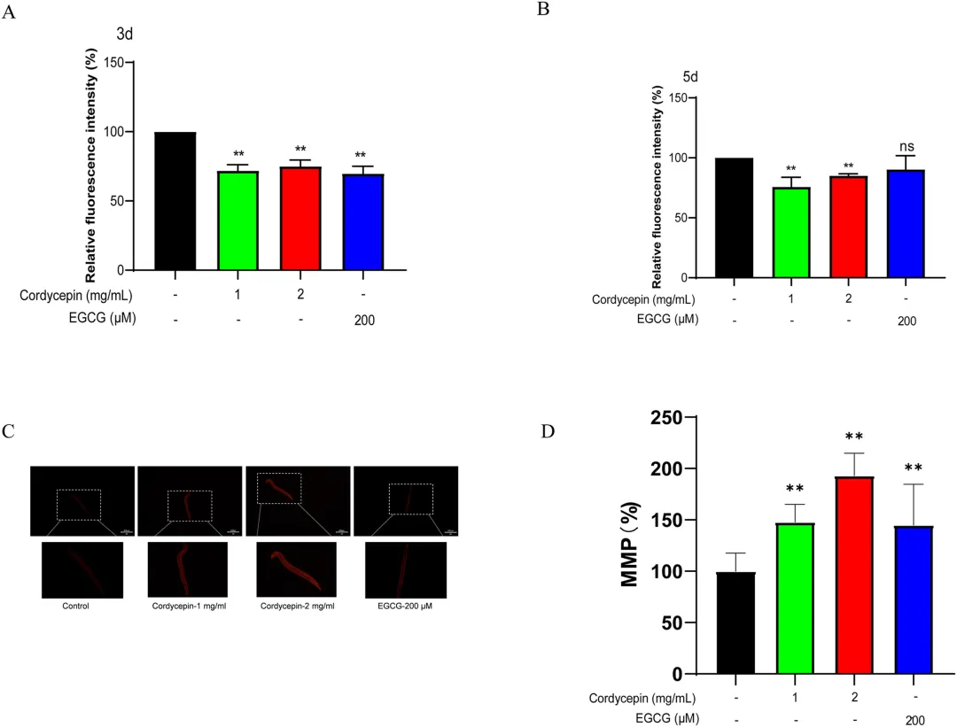 虫草素对线虫脂褐素水平和线粒体膜电位的影响
