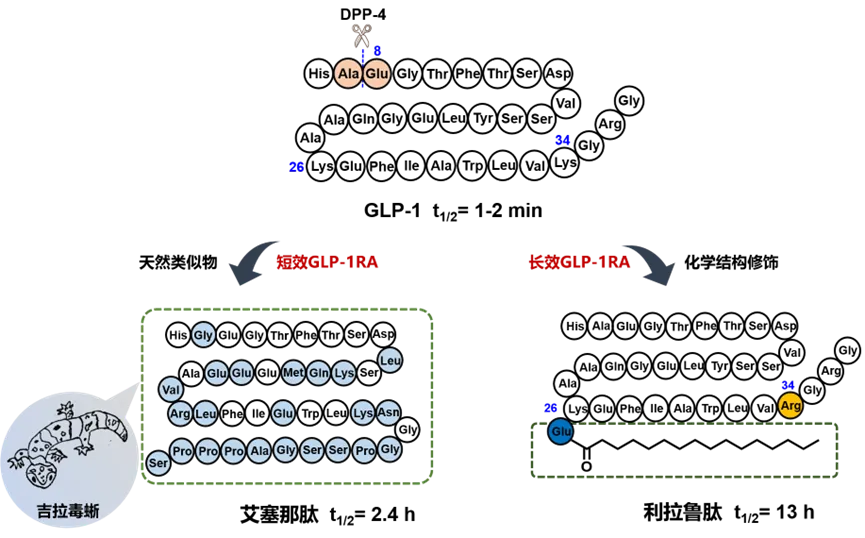 GLP-1RA药物初探策略