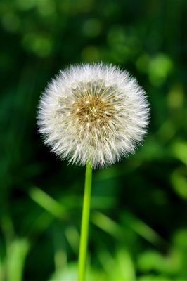 蒲公英，正在欧美流行