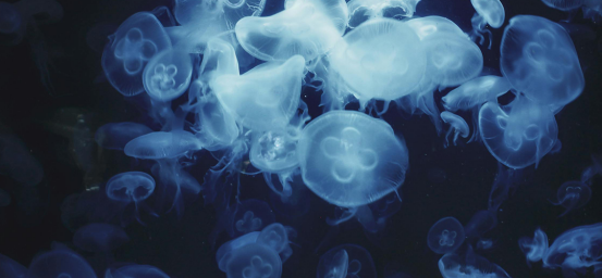 “人类战胜了早逝，却未能战胜衰老本身。”