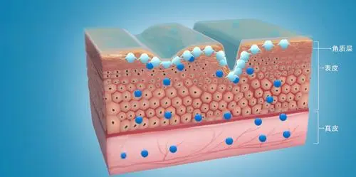 不同多糖的应用层次及功效