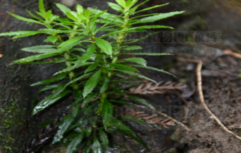 蛇足石杉的图片