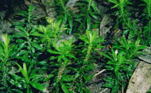 蛇足石杉的图片