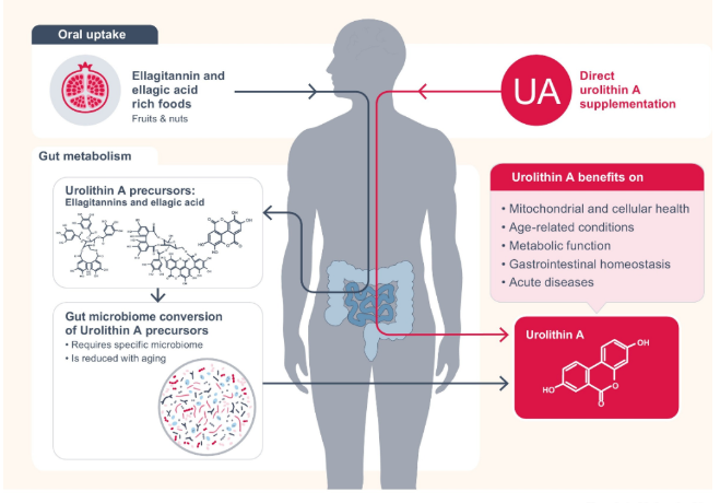 尿石素A如何对人体有益