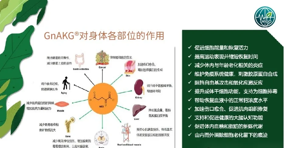 AKG-细胞代谢的核心调解者