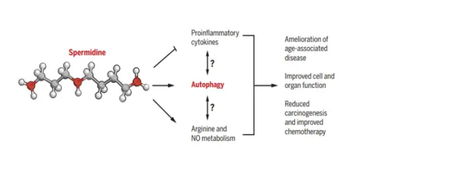 A diagram shows spermidine's possible effects on autophagy, cytokines, and metabolism, leading to health benefits