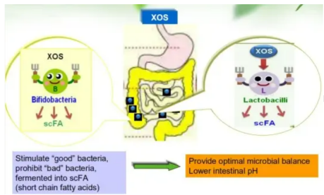 The diagram shows XOS stimulating good bacteria to make scFA, inhibiting bad bacteria, and balancing gut microbes while lowering intestinal pH.