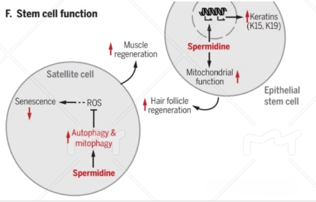 亚精胺促进上皮干细胞的线粒体功能和角蛋白的产生