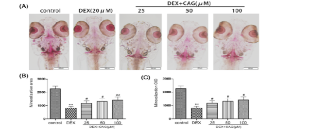 CAG可减轻DEX所致的骨损伤实验图