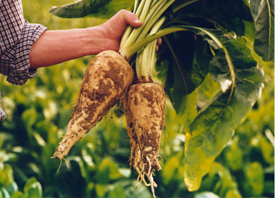 菊苣根纤维产品