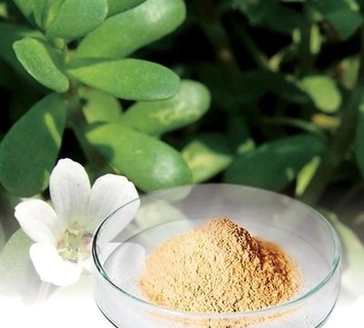 PORTULACA OLERACEA extract