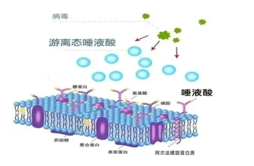 唾液酸在免疫系统中起作用示意图