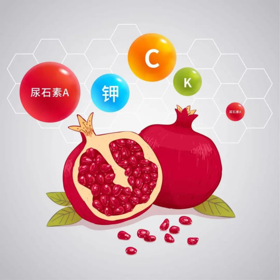 秋季的应季水果—石榴