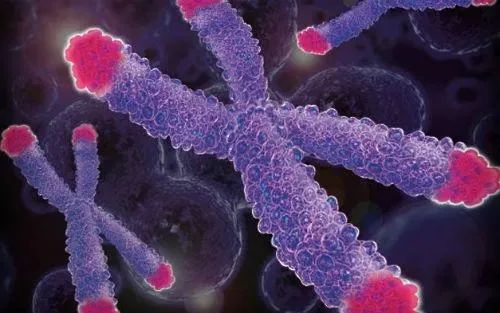 The pink part in the picture is the telomeres