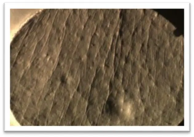 明显改善皱纹之添加8周后