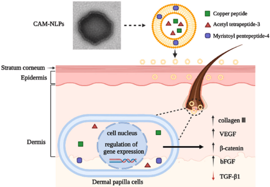 肉豆蔻酰五肽-4