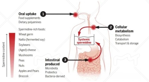 亚精胺存在于人体内