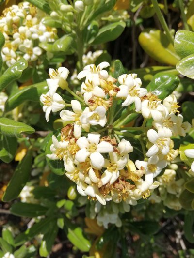 药食同源的代代花