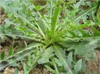 蒲公英的食药两用历史