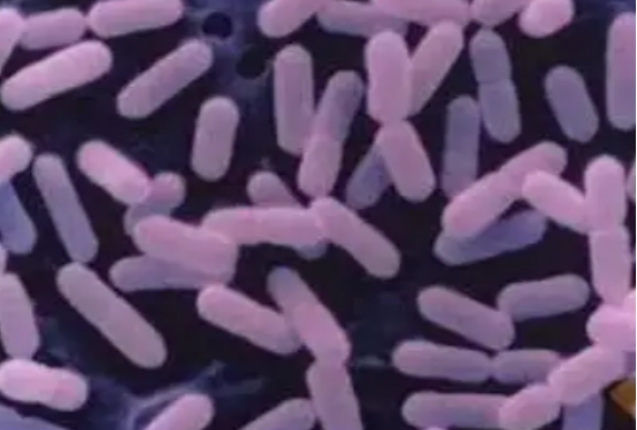 pink halophilic microorganisms