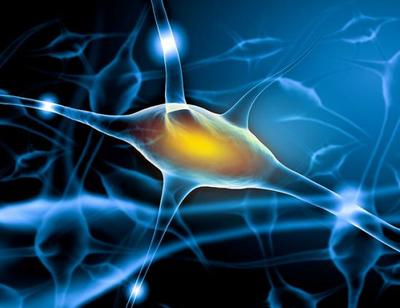 神经酸——大脑的“司令部”