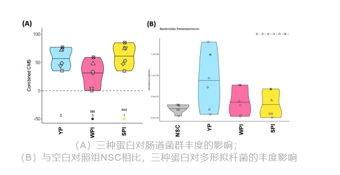 (A)三种蛋白对肠道菌群丰度的影响,(B)与空白对照组NSC相比,三种蛋白对多形拟杆菌的丰度影响实验图