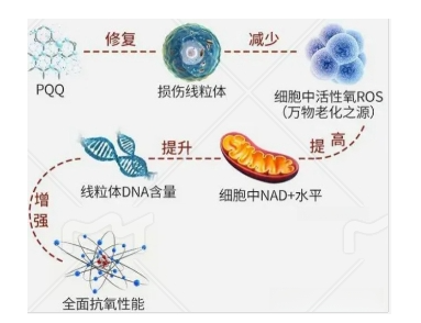 PQQ抗氧化原理