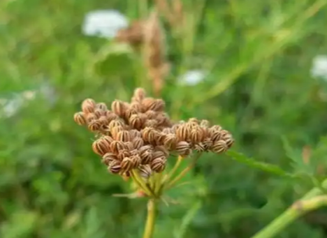 蛇床果植物原料图片