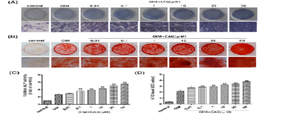 CAG能增加MC3T3-E1细胞的矿化实验图