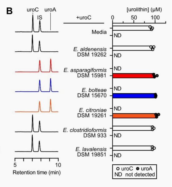 胃部对转化贡献甚微，真正的转化发生在肠道深处