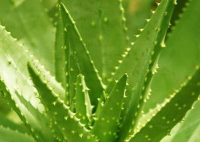 ALOE BARBADENSIS leaf extract