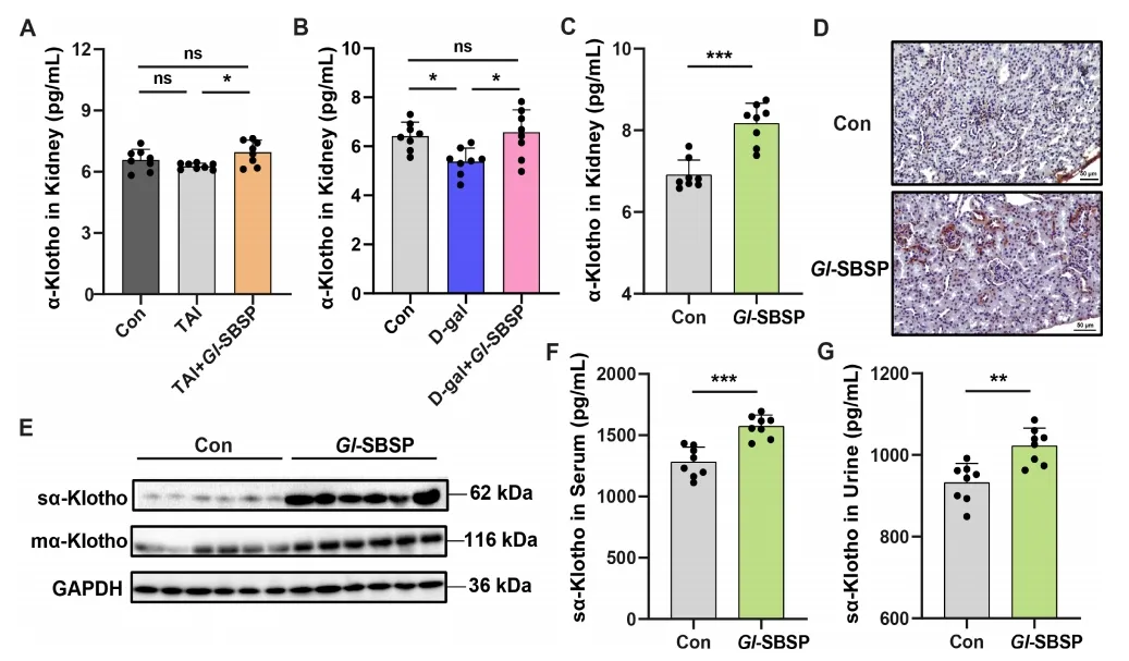 mα-Klotho 和 sα-Klotho
