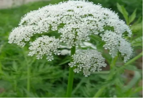蛇床果植物原料图片