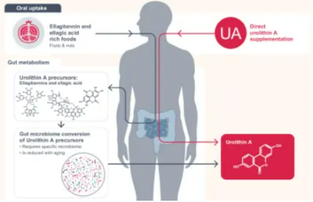 Ellagitannin (ET) or ellagic acid (EA) can produce urolithin A (UA) under the action of intestinal flora