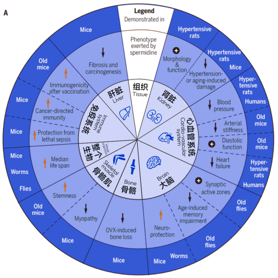 亚精胺临床潜力