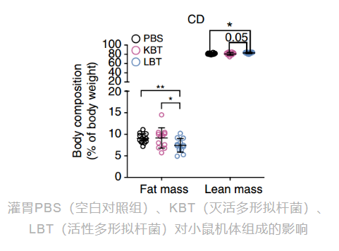 灌胃PBS、KBT、LBT对小鼠机体组成的影响实验图