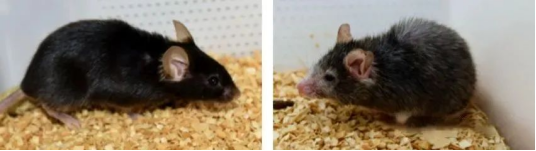 16-month-old mice in experimental group and control group