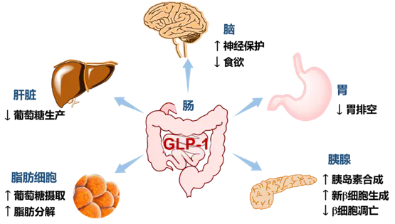 GLP-1的功能性