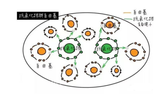 抗氧化物与自由基