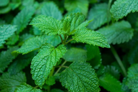 柠檬香蜂草实拍图