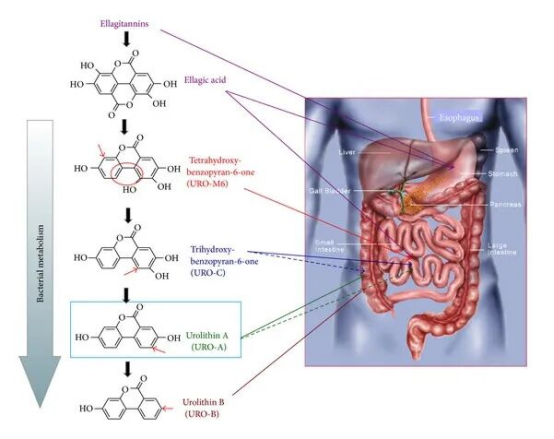 不同的尿石素在肠道中是如何产生的