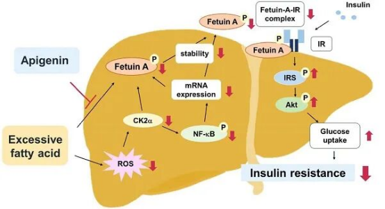 芹菜素通过靶向胎球蛋白A改善肥胖诱导的肝脏胰岛素抵抗