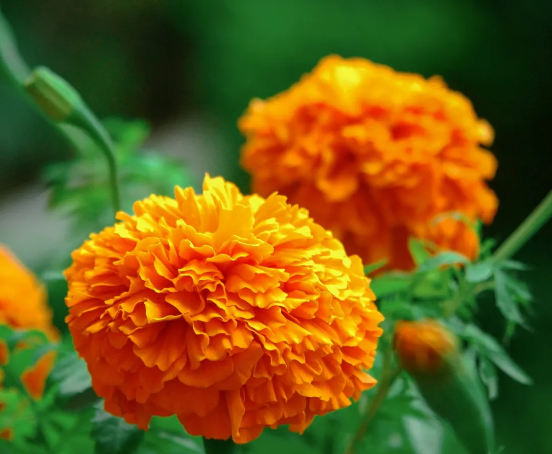 叶黄素被多个学科关注