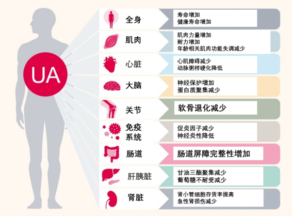 尿石素A对人体各个部分的作用