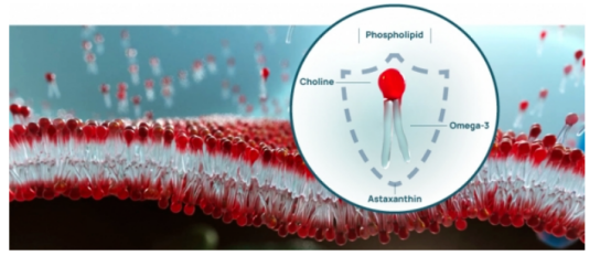 皮肤屏障细节图