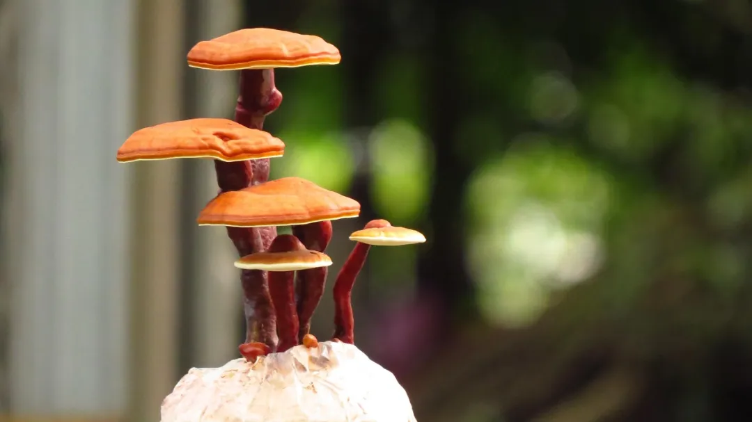 灵芝孢子是灵芝成熟的生殖细胞