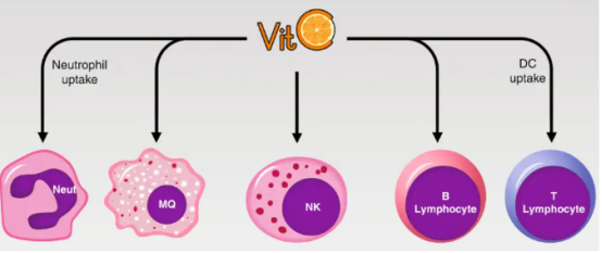 维生素C抗氧化原理